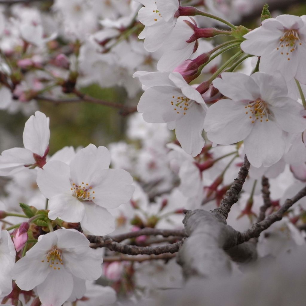 Prunus yedoensis - Cerezo Yoshino