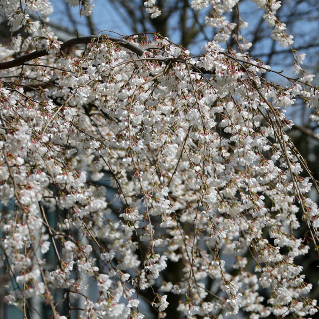 Prunus yedoensis - Cerezo Ivensii