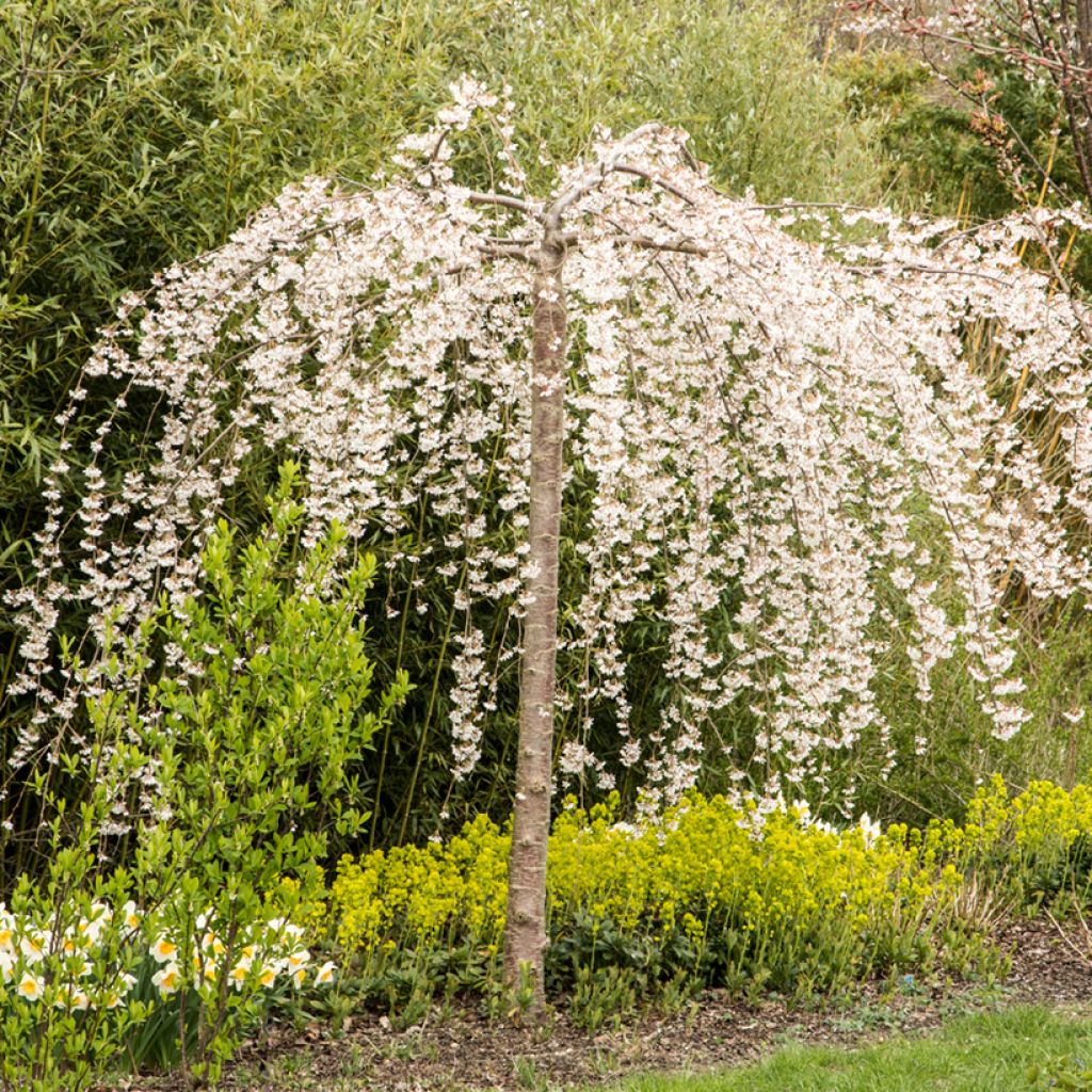 Prunus yedoensis - Cerezo Ivensii