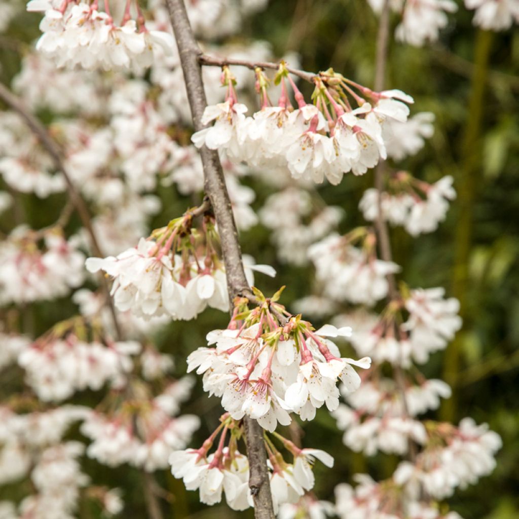 Prunus yedoensis - Cerezo Ivensii