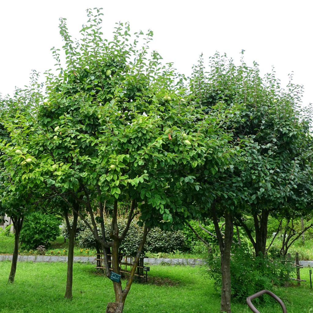 Pseudocydonia sinensis - Cognassier de Chine