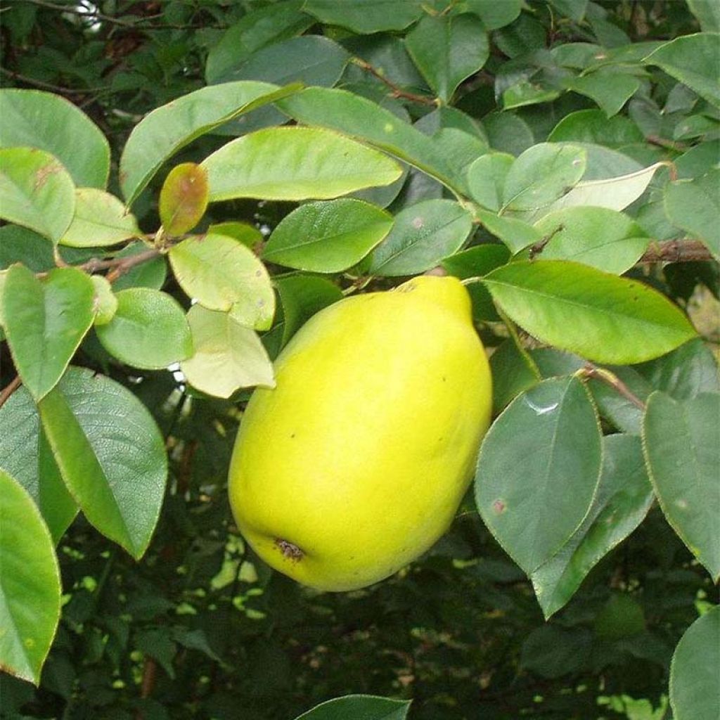 Pseudocydonia sinensis - Cognassier de Chine