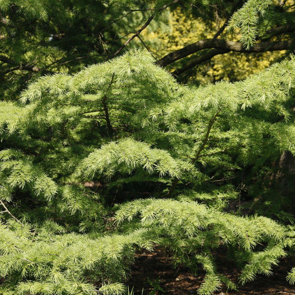 Pseudolarix amabilis - Falso alerce