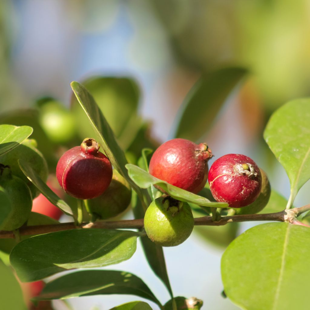 Guayabo - Psidium cattleianum