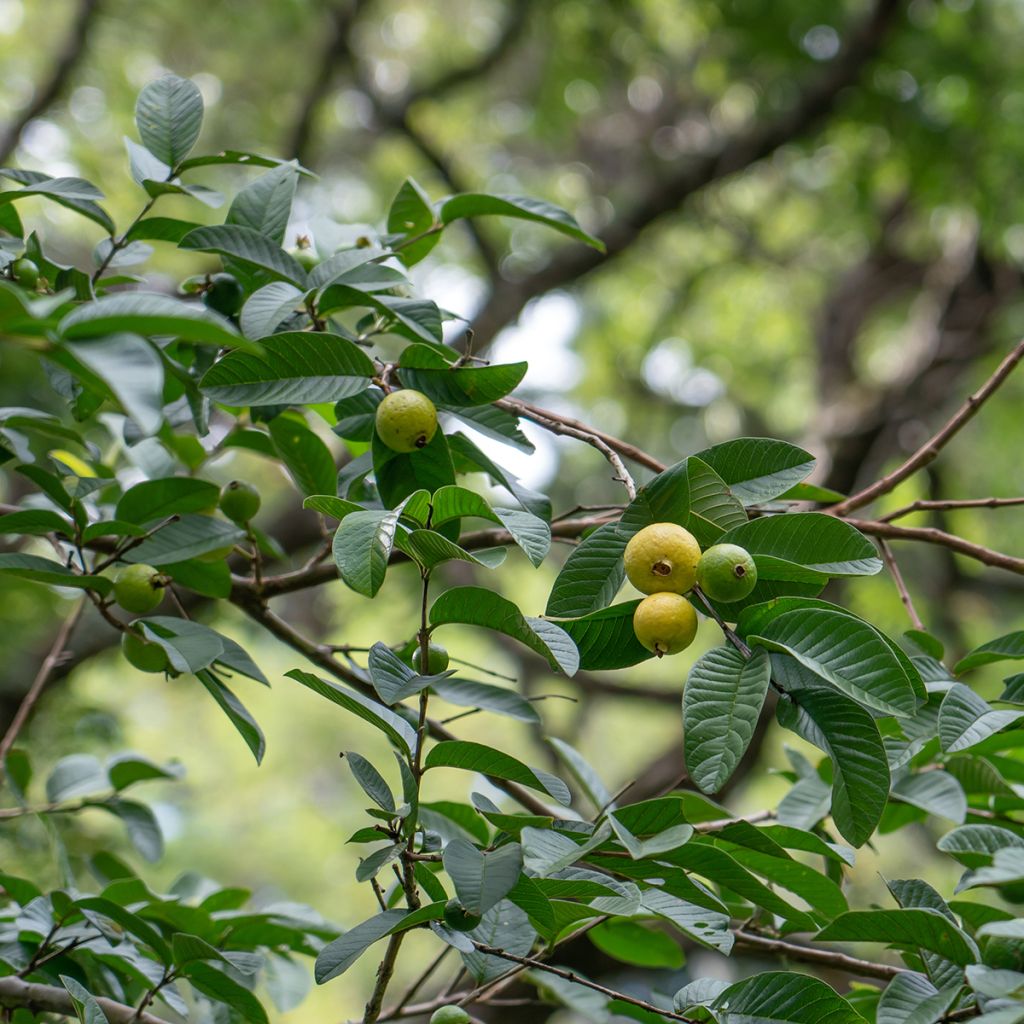 Guayabo Limon - Psidium guajava