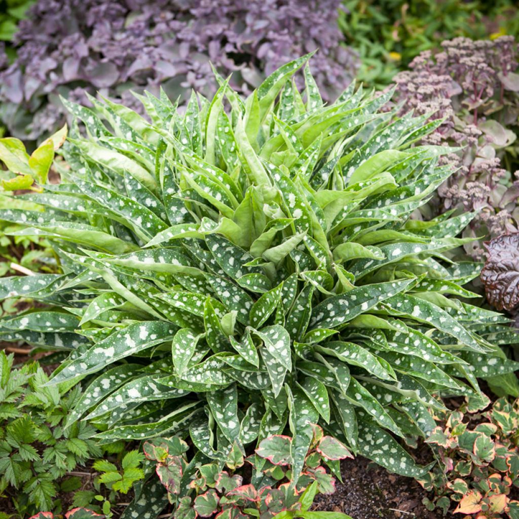 Pulmonaria saccharata Silver Bouquet