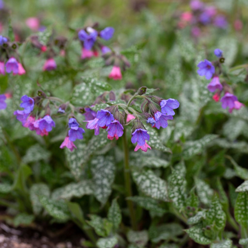 Pulmonaria saccharata Silver Bouquet