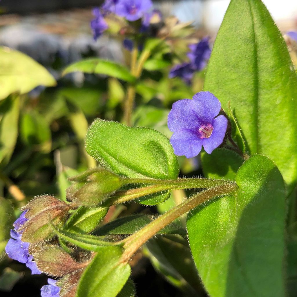 Pulmonaire hybride - Pulmonaria Blue Ensign