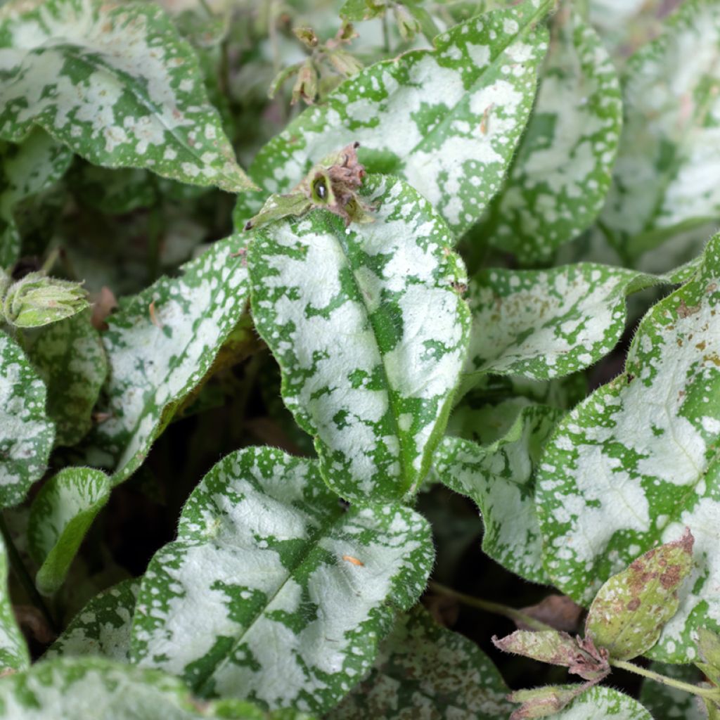 Pulmonaria Diane Clare