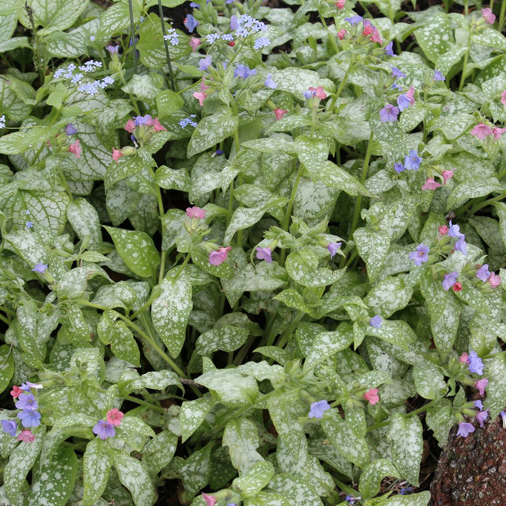 Pulmonaria Raspberry Splash