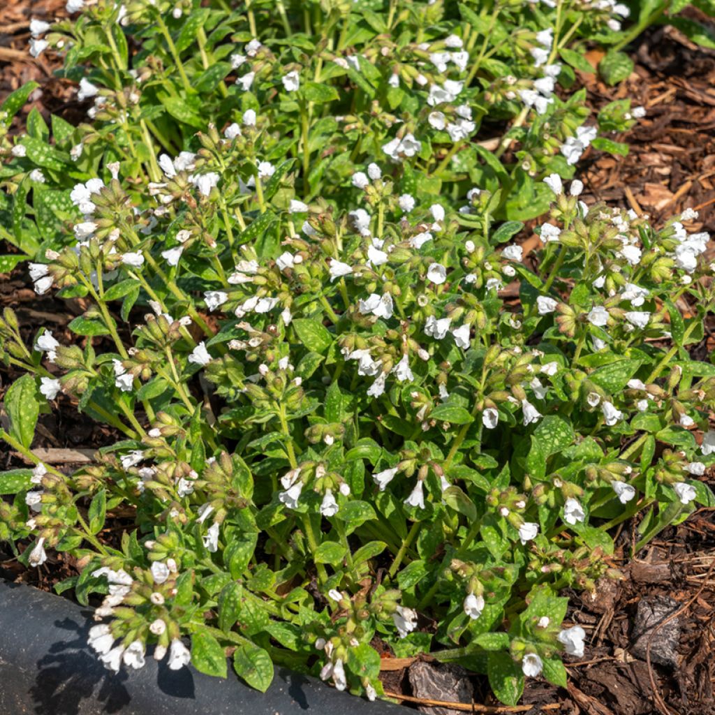 Pulmonaria Sissinghurst White