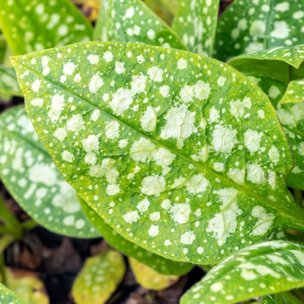 Pulmonaria Sissinghurst White