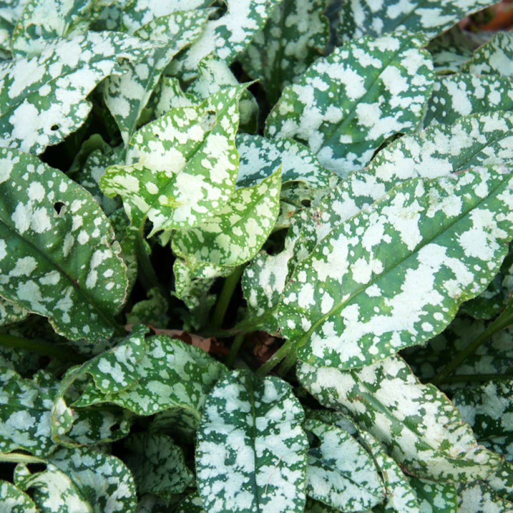 Pulmonaria Twinkle Toes