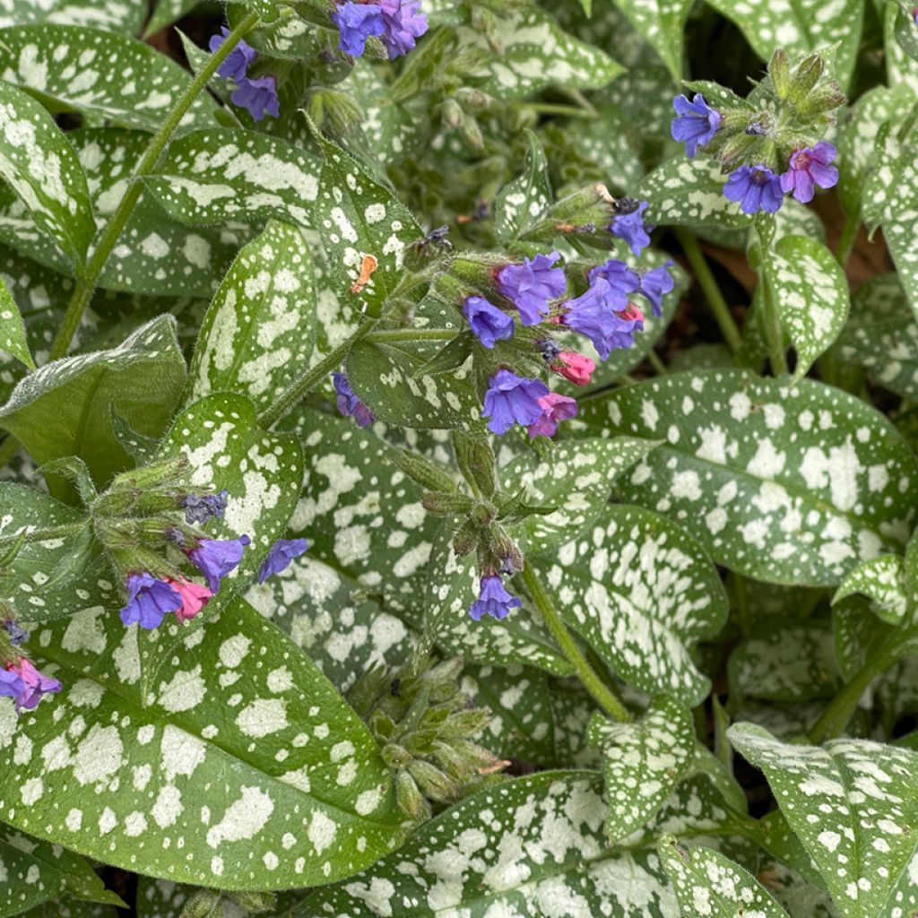 Pulmonaria Twinkle Toes