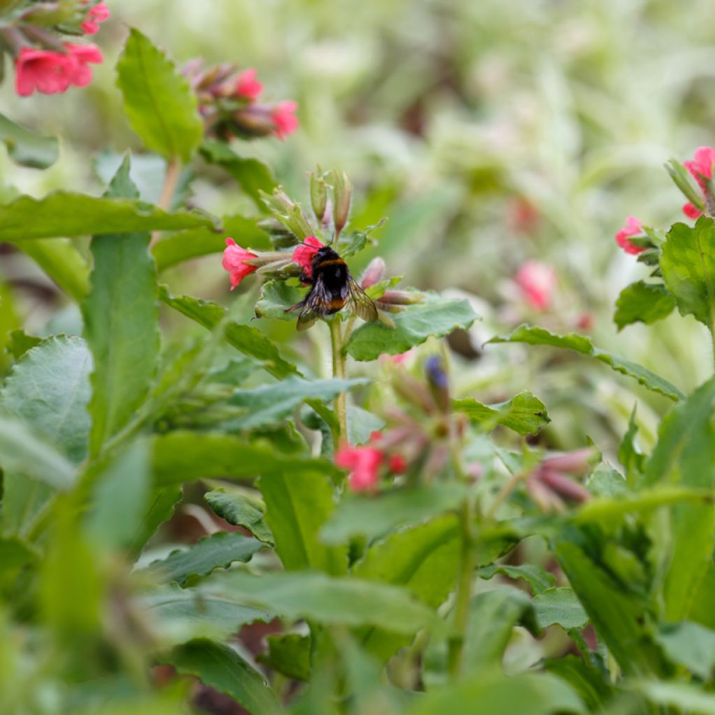 Pulmonaria rubra