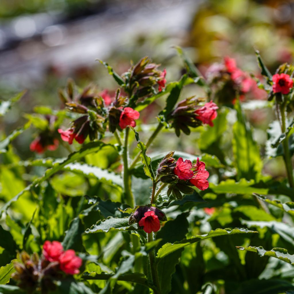 Pulmonaria rubra