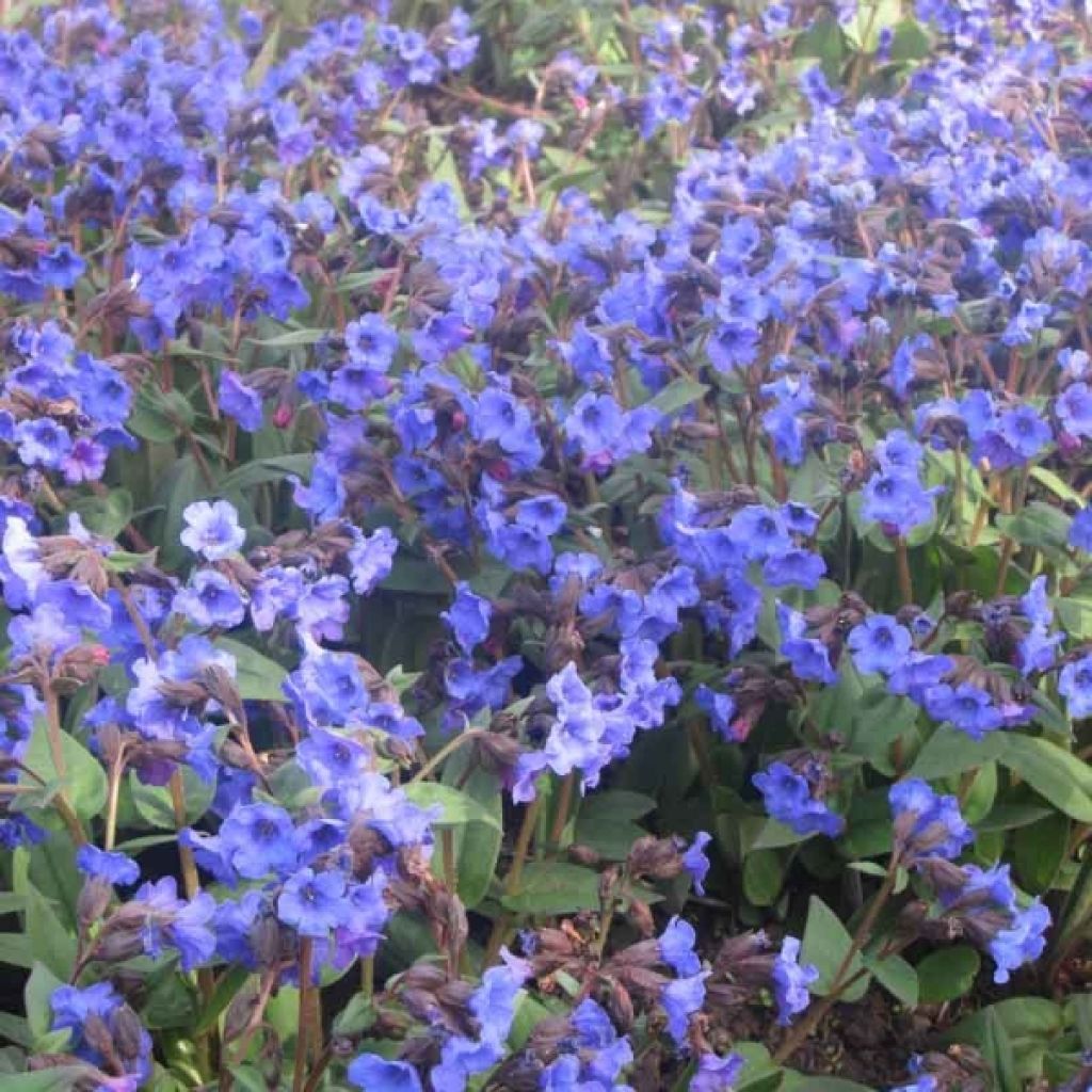 Pulmonaire hybride - Pulmonaria Blue Ensign