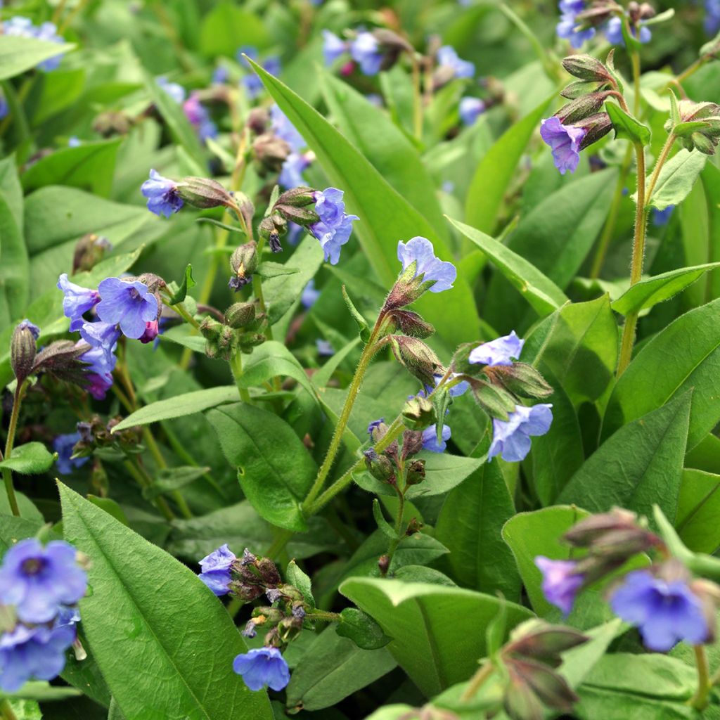 Pulmonaria Blue Ensign