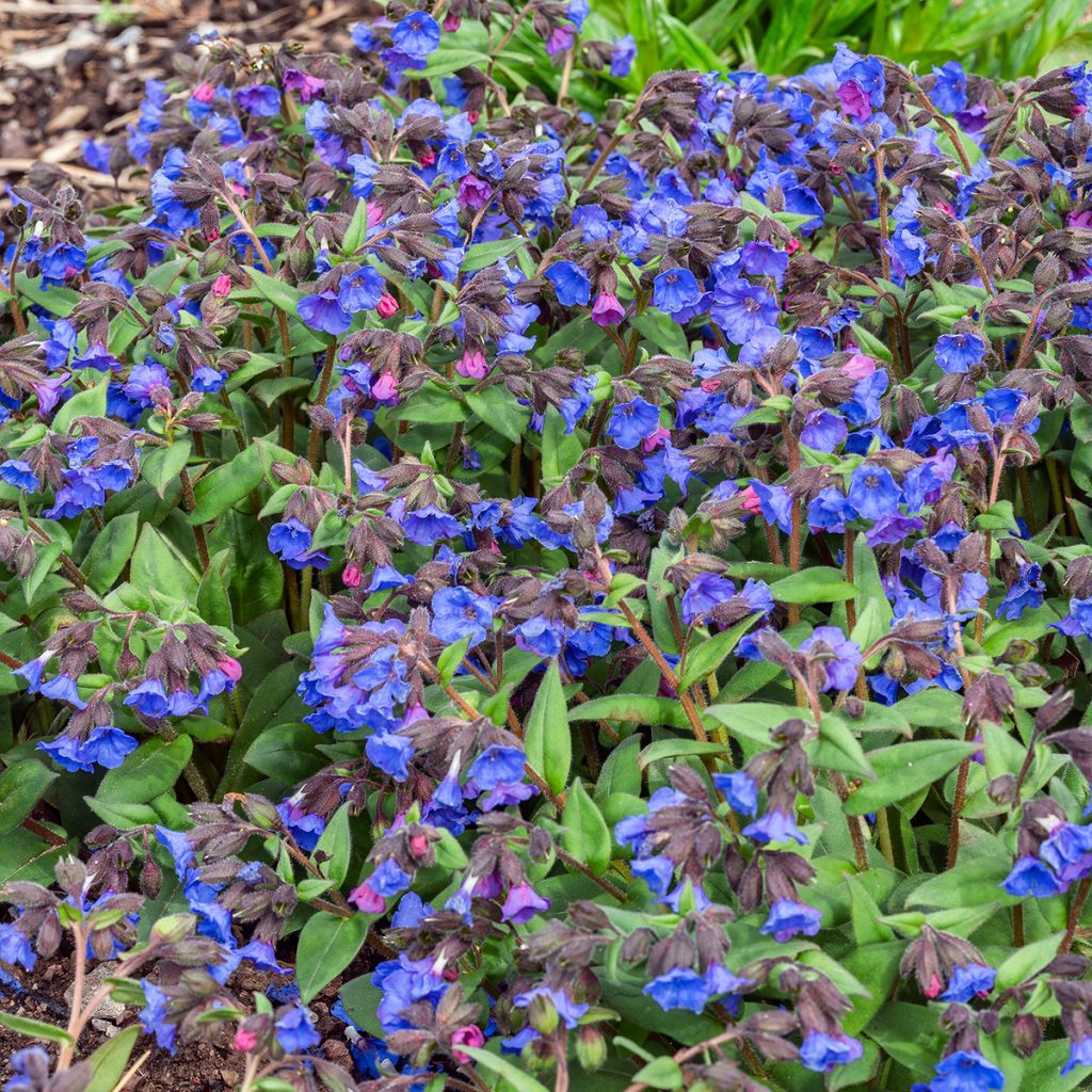 Pulmonaria Blue Ensign