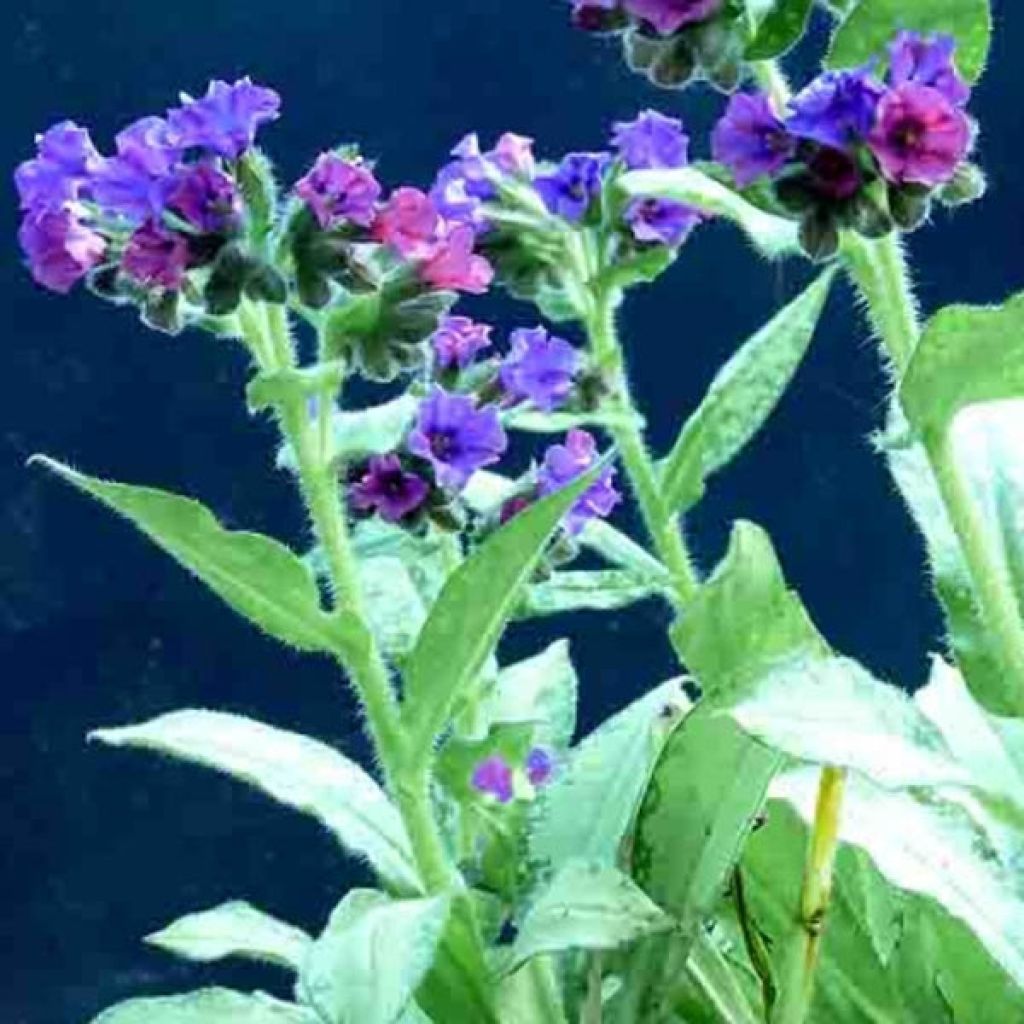 Pulmonaria Diane Clare