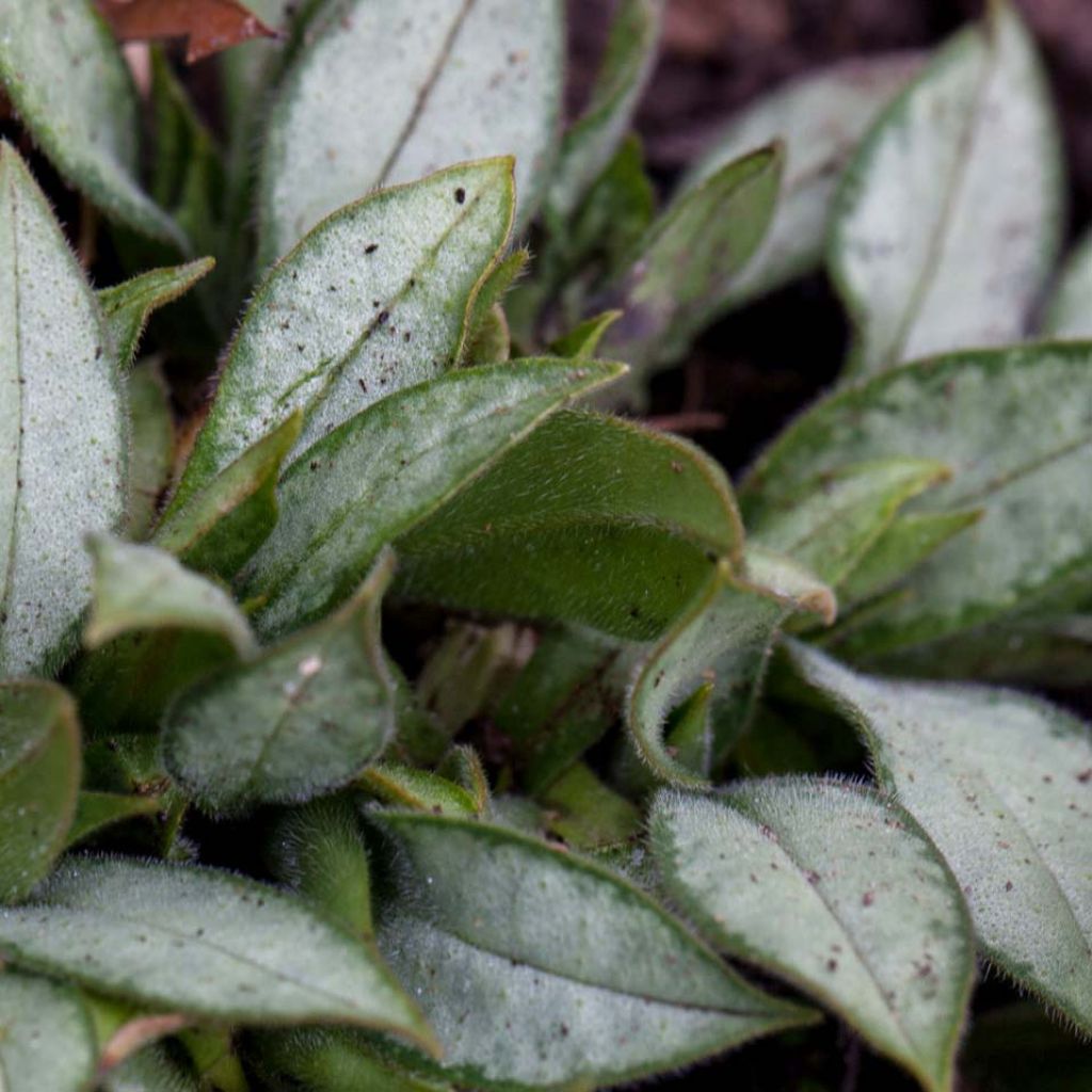 Pulmonaria Samourai - Pulmonaire hybride argentée