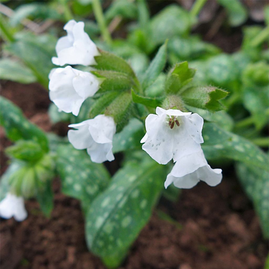 Pulmonaria Sissinghurst White