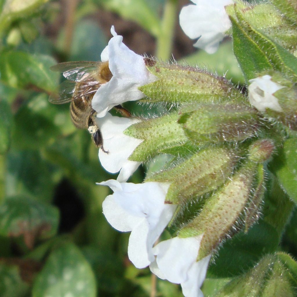 Pulmonaria Sissinghurst White