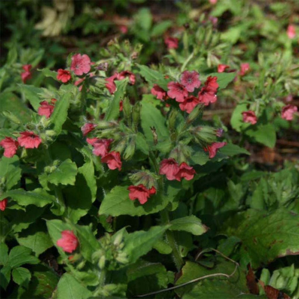 Pulmonaria rubra