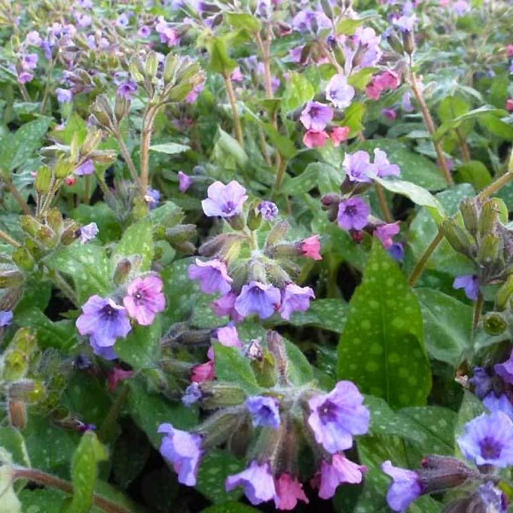 Pulmonaria saccharata Mrs Moon