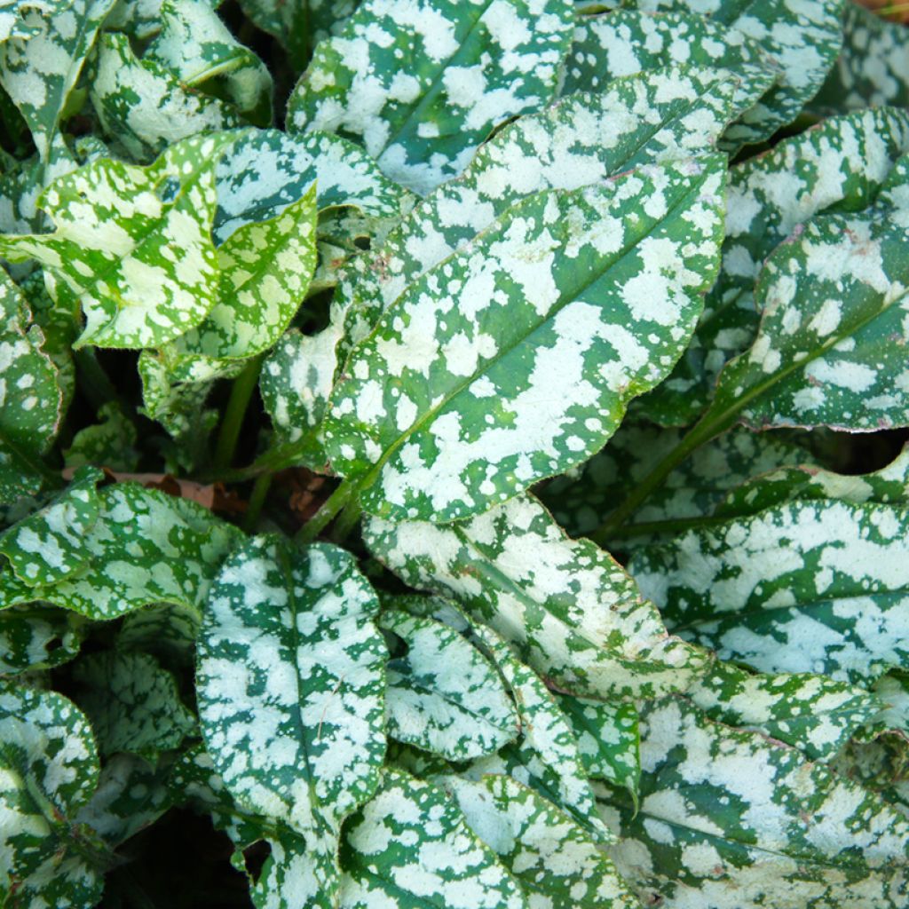 Pulmonaria saccharata Mrs Moon