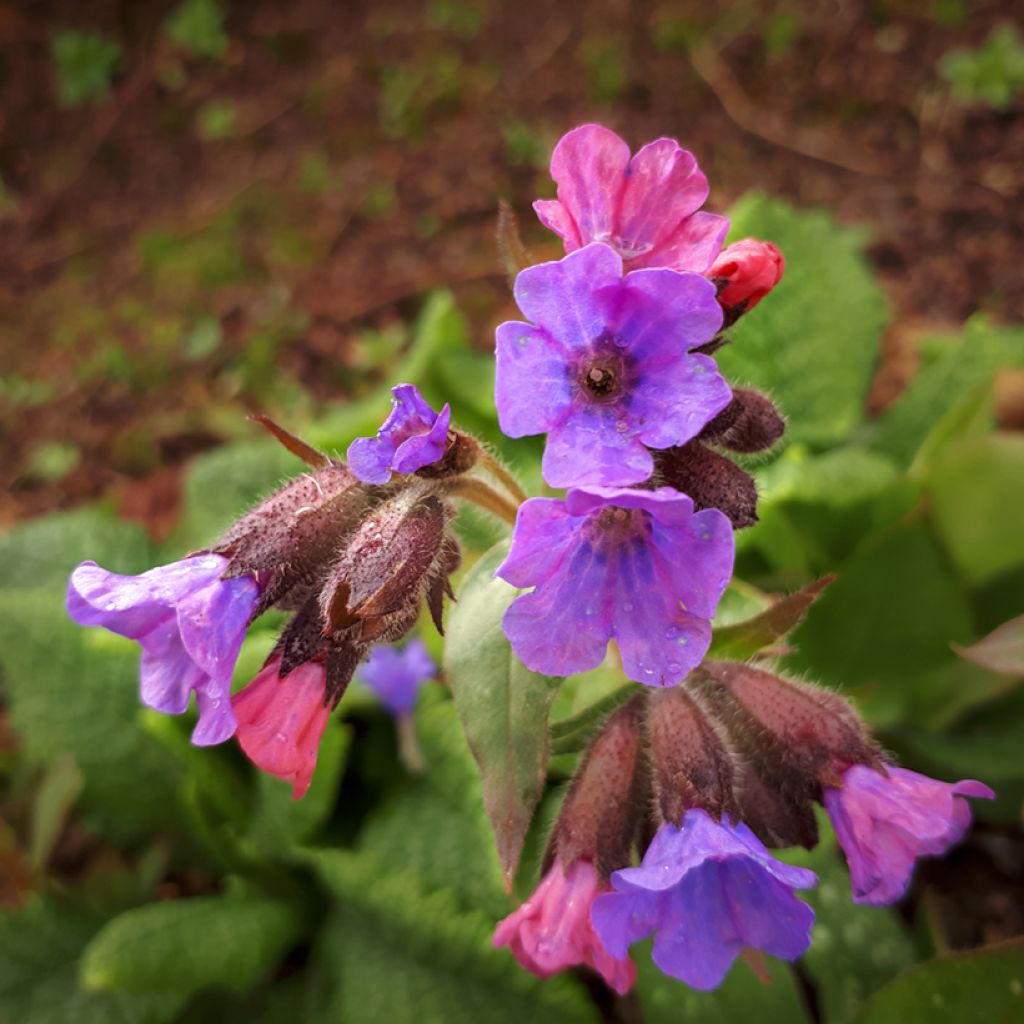 Pulmonaria saccharata Mrs Moon