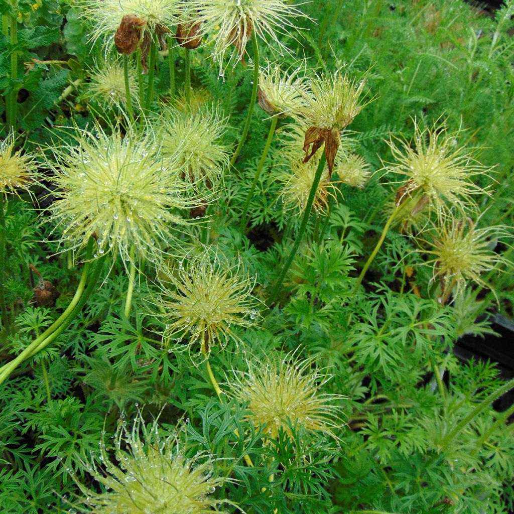 Pulsatilla vulgaris Alba - Pulsatilla común