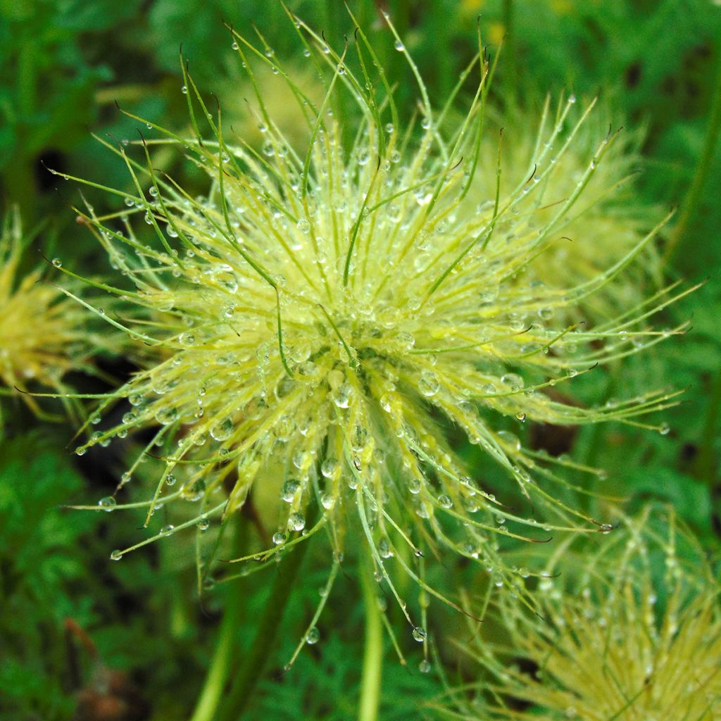 Pulsatilla vulgaris Alba - Pulsatilla común