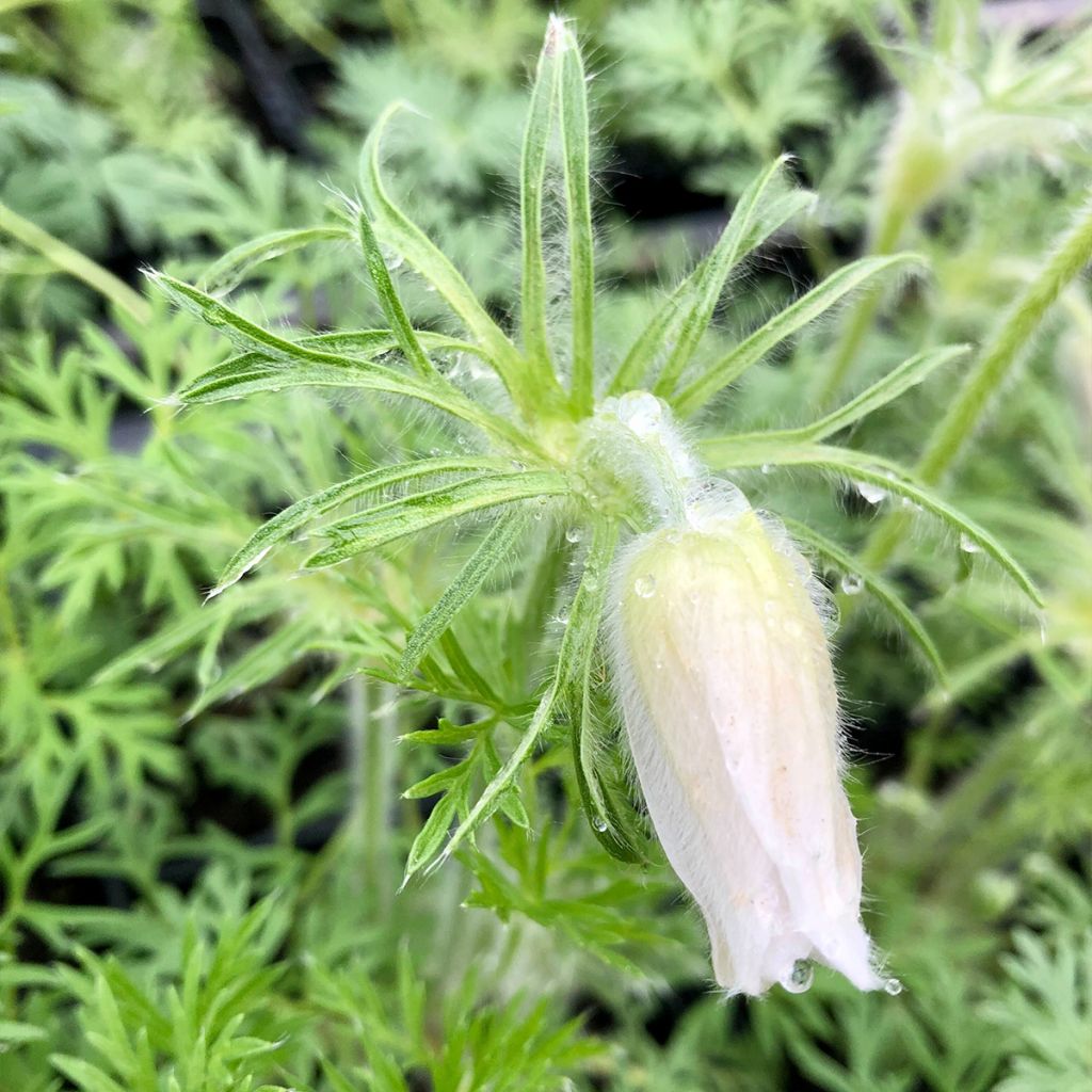 Pulsatilla vulgaris Alba - Pulsatilla común