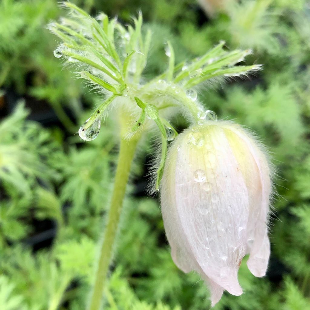 Pulsatilla vulgaris Alba - Pulsatilla común