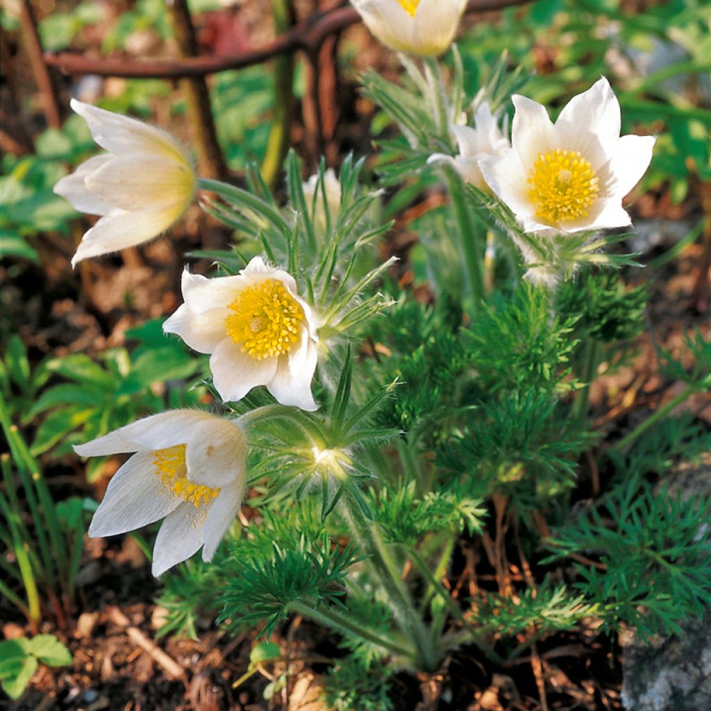 Pulsatilla vulgaris Alba - Pulsatilla común