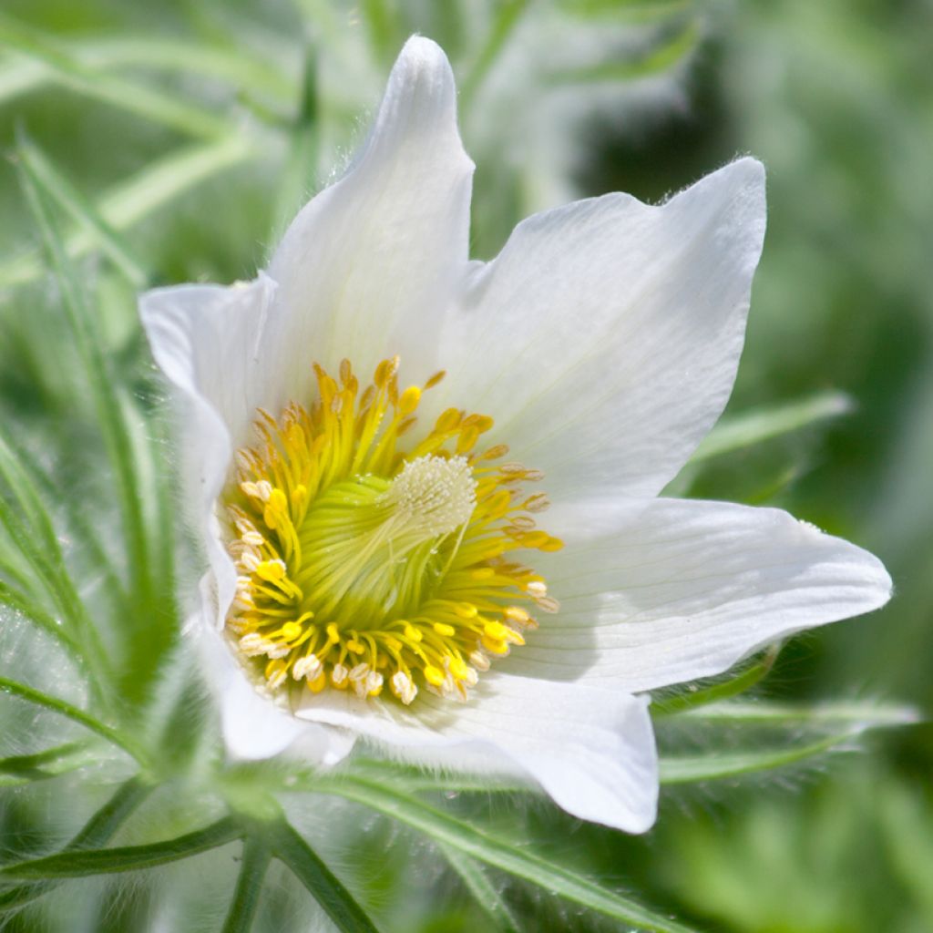 Pulsatilla vulgaris Alba - Pulsatilla común