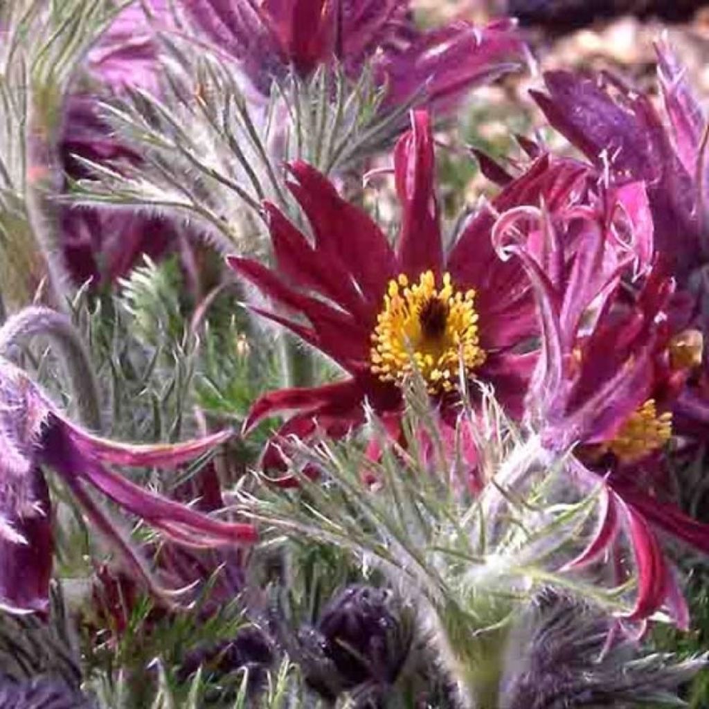 Pulsatilla vulgaris Papageno - Pulsatilla común