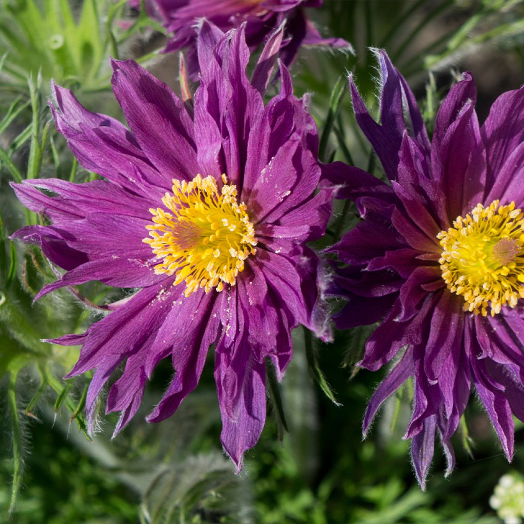 Pulsatilla vulgaris Papageno - Pulsatilla común