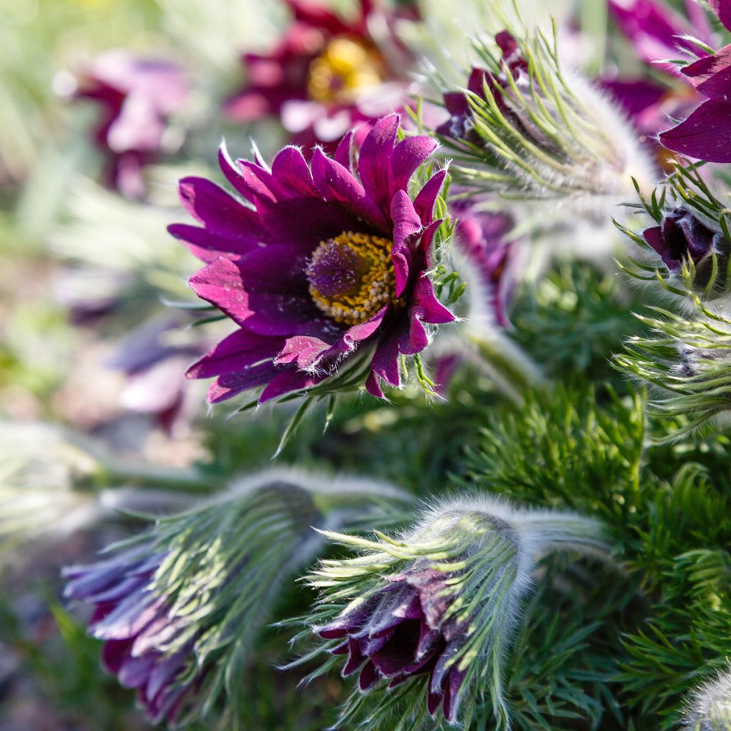 Pulsatilla vulgaris Papageno - Pulsatilla común