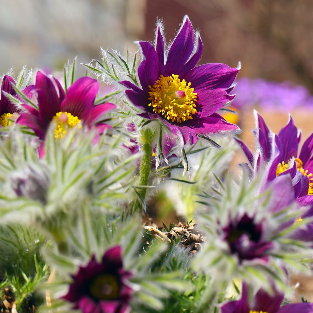 Pulsatilla vulgaris Papageno - Pulsatilla común