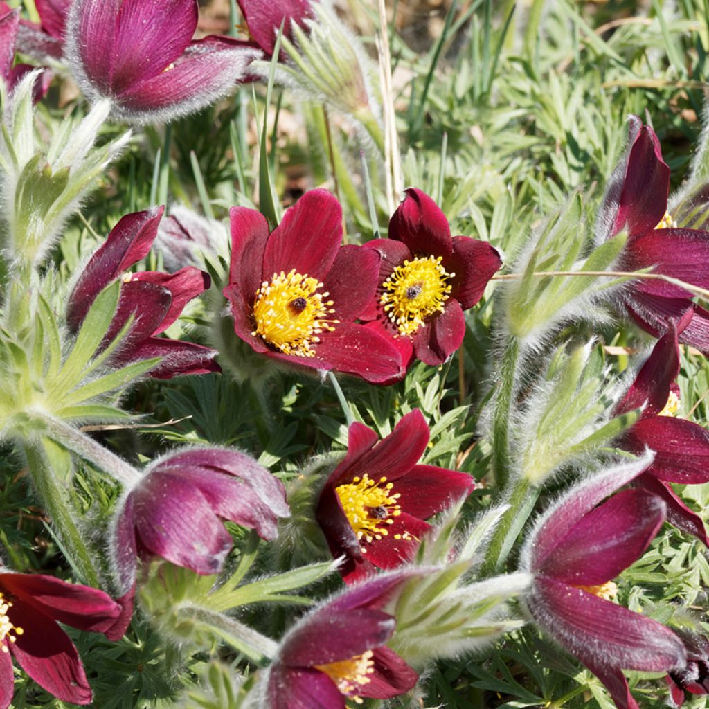 Pulsatilla vulgaris Röde Klokke - Pulsatilla común