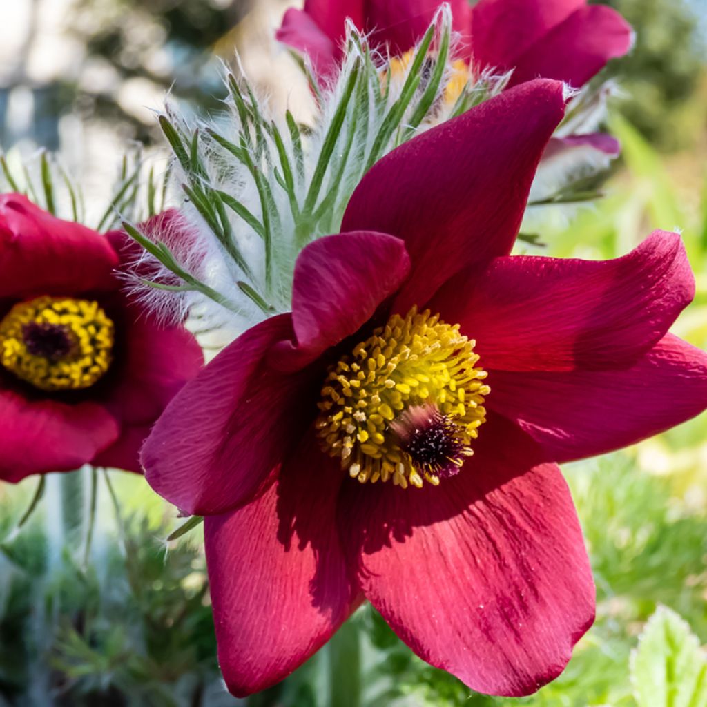 Pulsatilla vulgaris Röde Klokke - Pulsatilla común