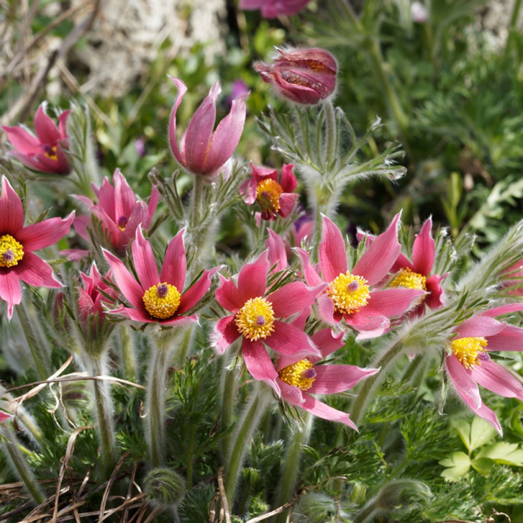 Pulsatilla vulgaris Röde Klokke - Pulsatilla común