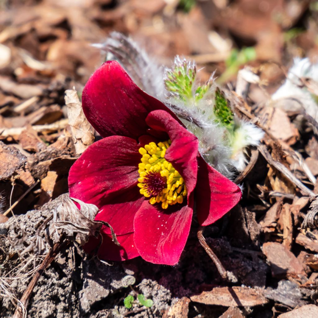 Pulsatilla vulgaris Röde Klokke - Pulsatilla común