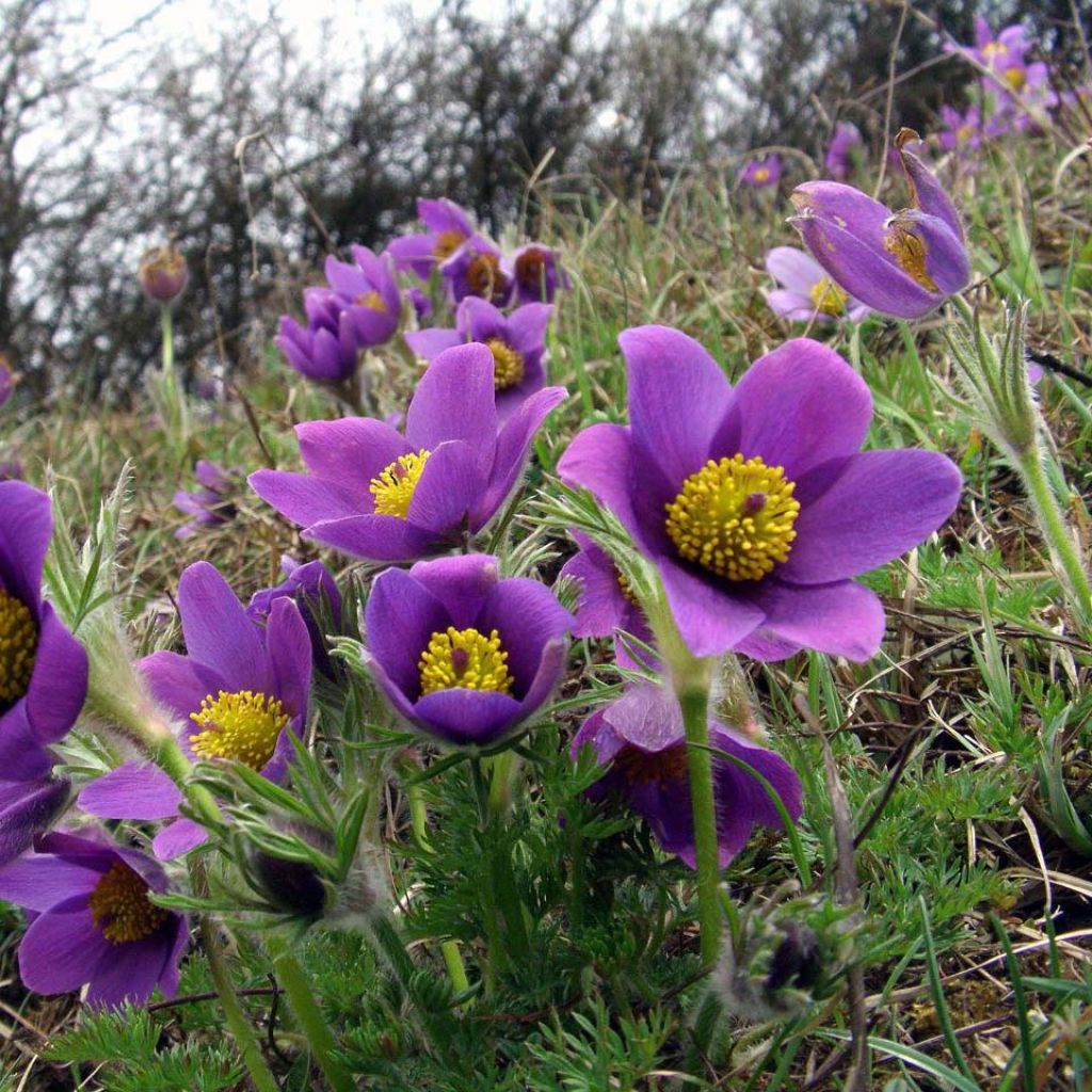 Pulsatilla vulgaris Violet - Pulsatilla común