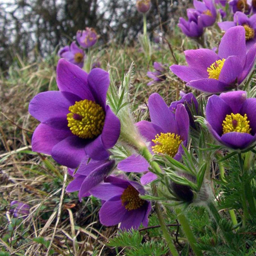 Pulsatilla vulgaris Violet - Pulsatilla común