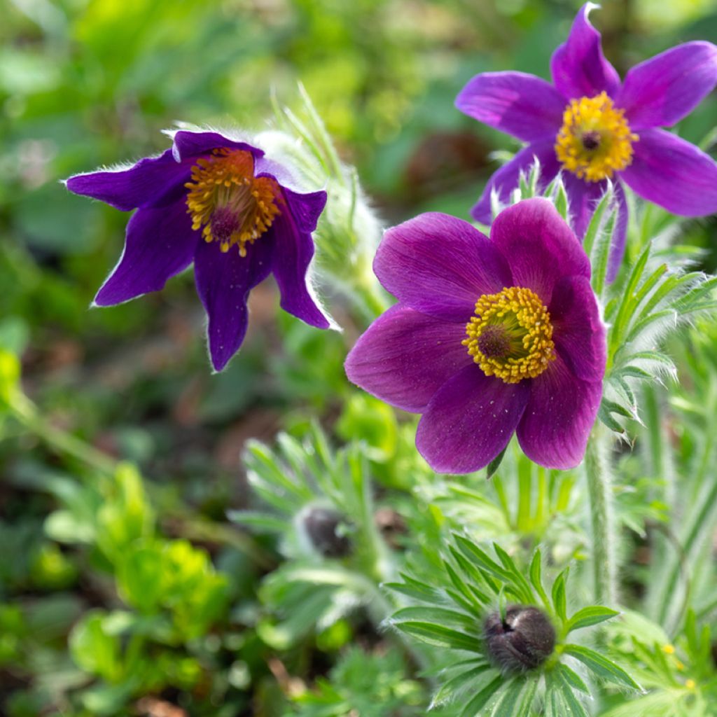 Pulsatilla vulgaris Violet - Pulsatilla común