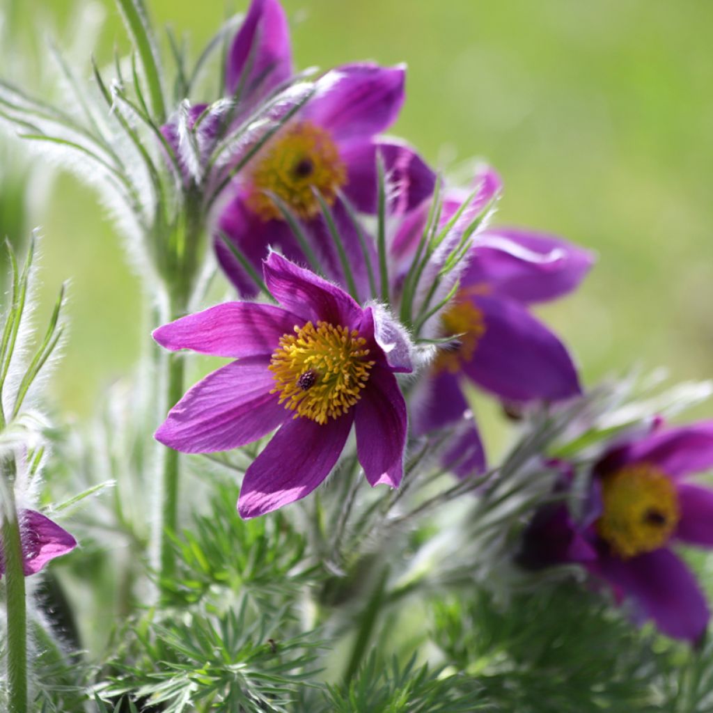 Pulsatilla vulgaris Violet - Pulsatilla común