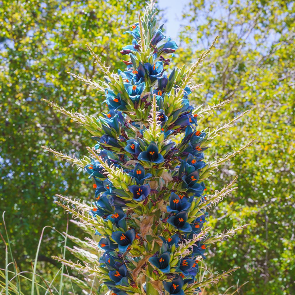 Puya alpestris